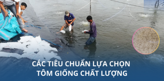 Các tiêu chuẩn lựa chọn tôm giống chất lượng